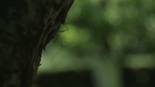 Pavouk Kmeni Stromu — Stock video