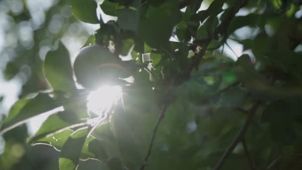 Pommes Poussant Sur Arbre — Video