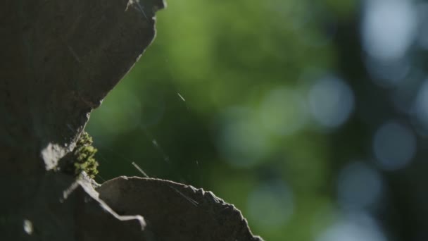 거미줄과 이끼와 바위의 가까운 — 비디오