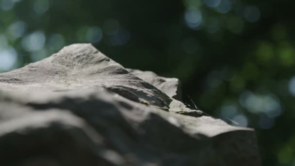 Nahaufnahme Einer Steinstatue Mit Spinnennetzen — Stockvideo