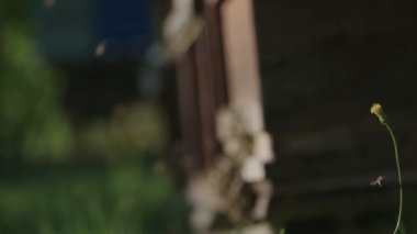 Arı kovanına çayır