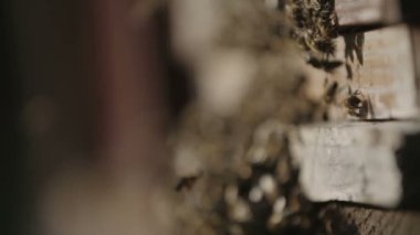 Arıların yakın çekim