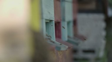 Arı sürüsü kovan üzerinde