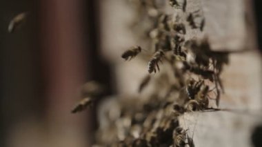 Arı kovanı Yakınlaştır