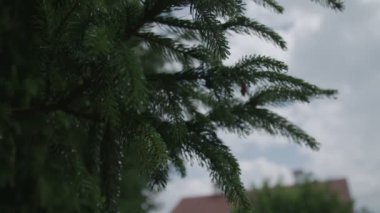 Kozalaklı ıslak şube