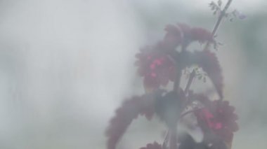 Çiçekler sisleri içinde belgili tanımlık pencere dışında