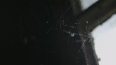 Eski pencere üstünde örümcek ağı