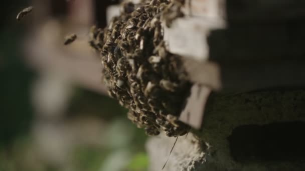 Blízký Záběr Včelí Roj — Stock video