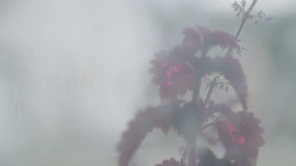 Fiori Fuori Dalla Finestra Nella Nebbia — Video Stock