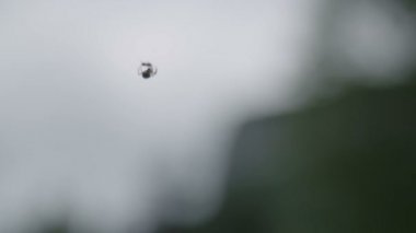 Web örümcek yemek karınca
