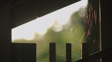 Örümcek ağı içinde geçmiş güneş ışığı ile