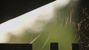 Güneş ışığı ile örümcek ağı