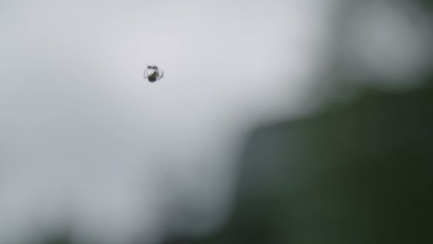 Spindel Äter Ant Webbsida — Stockvideo