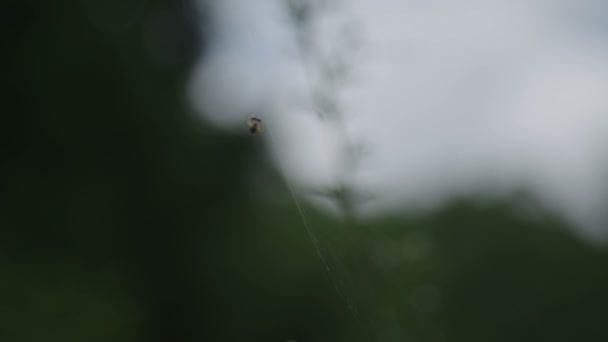 Spider Una Cena Web — Vídeo de stock