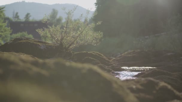 被苔藓覆盖的岩石的水流 — 图库视频影像
