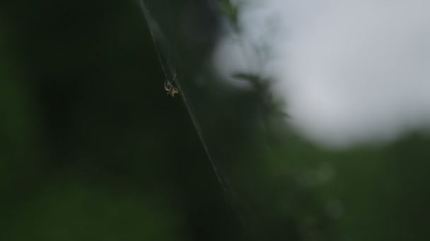 Spider Eating Ant His Web — Stock Video