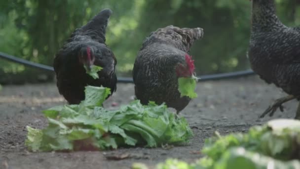 Les poulets mangent de la salade 