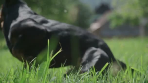 Dog Fetches Ball — Stock Video