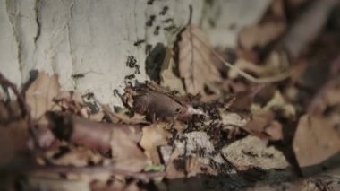 Ormanın içinde karıncalar koloni 