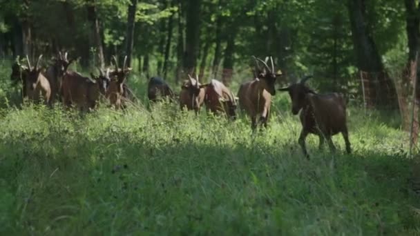 Groupe Chèvres Sur Prairie — Video