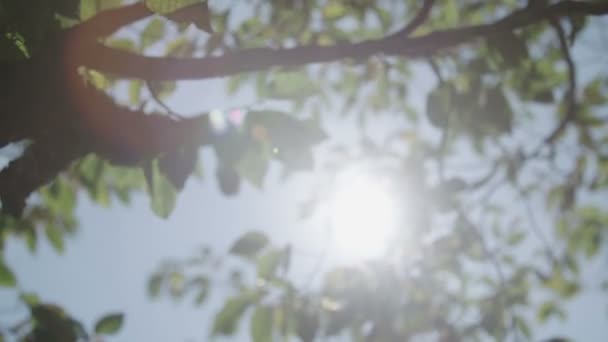 Ramos Árvores Com Luz Solar Fundo — Vídeo de Stock