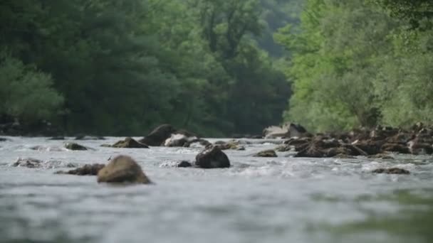 Corriente Fluvial Baja Bosques — Vídeo de stock