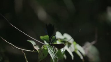 Birlikte iki yusufçuk'ın