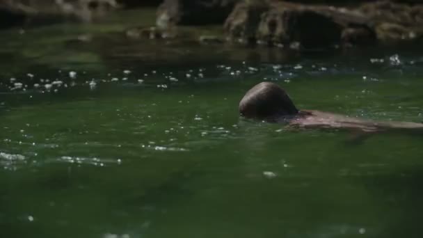 Hombre Está Nadando Río — Vídeo de stock