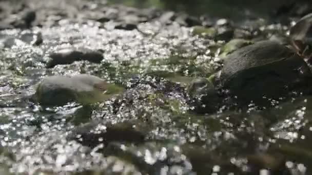 Sakin Küçük Nehir Dere — Stok video