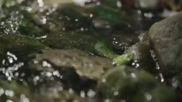 Flusslauf Hautnah Mit Moos — Stockvideo