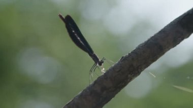 Yusufçuk, gidiyorlar