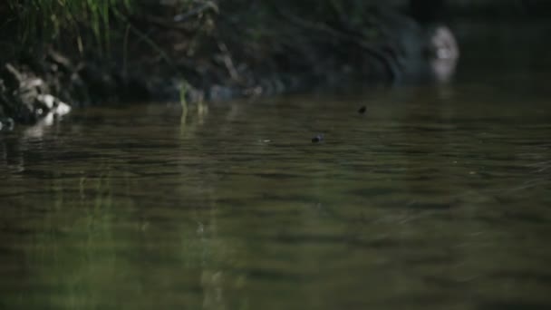 Dragonfly Vliegen Boven Rivier — Stockvideo