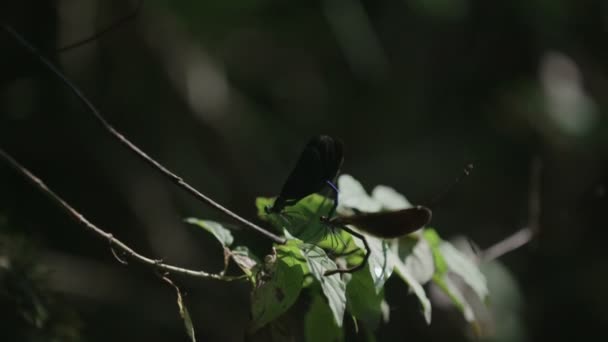 Vážky Jsou Připojeny Dohromady — Stock video