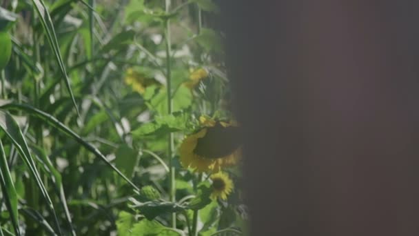 Gebied Van Een Zonnebloem — Stockvideo