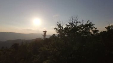 Eski yeşil orman hava uçuş