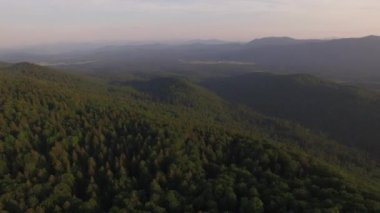 Büyük yeşil orman