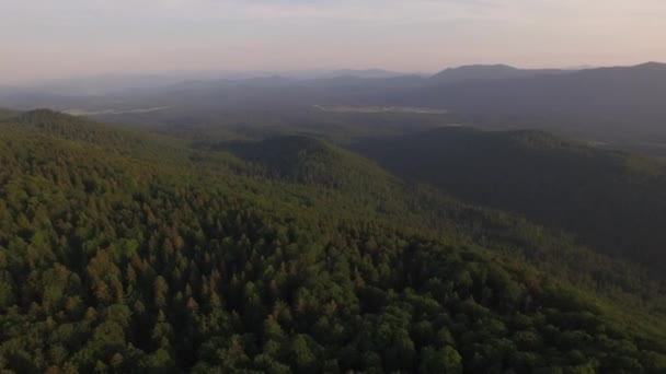 Зелений Великий Незайманий Ліс — стокове відео