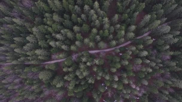 Volo Aereo Sopra Foresta Vecchia Crescita — Video Stock