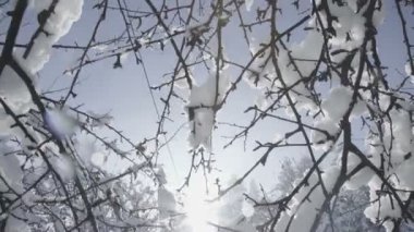 Ağaç dallarında kar