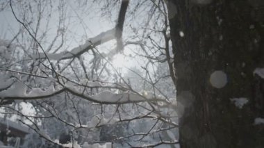 Kar bir ağaçtan düşen