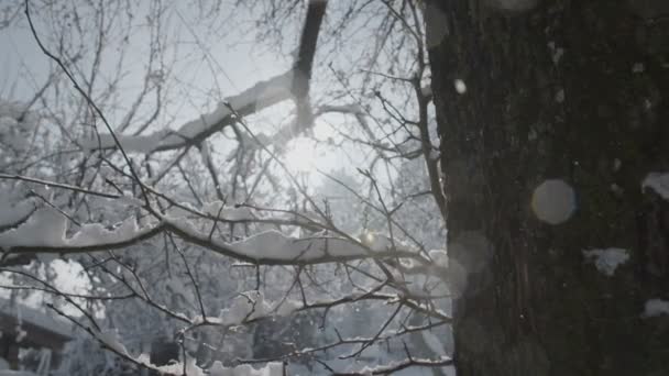 Neve Está Caindo Uma Árvore — Vídeo de Stock