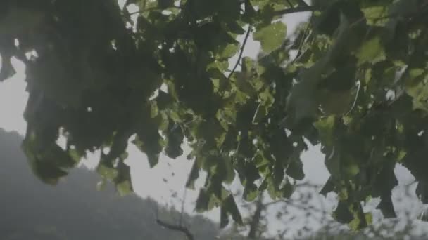 Le soleil brille à travers les feuilles 