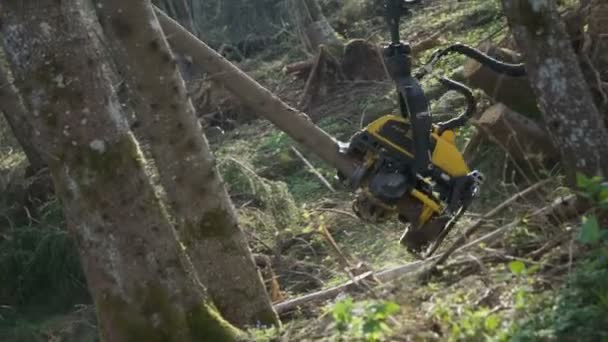 Harvester Head Cutting Trees — Stock Video