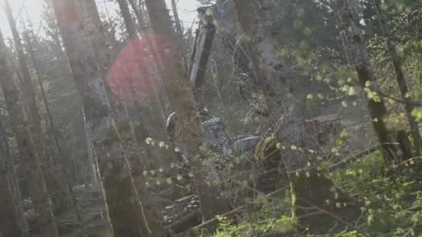 Vehicle Harvester Head Cutting Trees — Stock Video