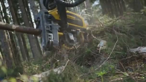 Harvester Hoofd Voertuig Cutting Bomen — Stockvideo