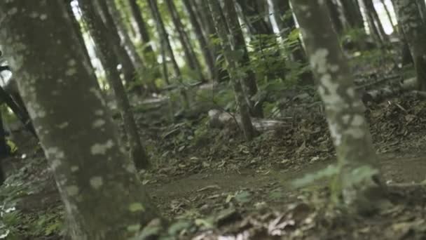Cyclist Driving Trough Forest — Stock Video