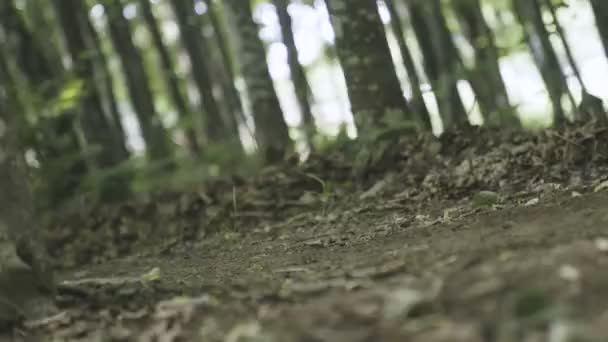 Conduire Avec Une Forêt Auge Vélo — Video