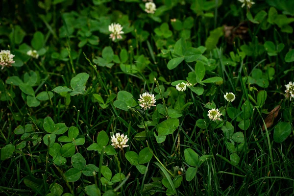 Flores Brancas Fundo Verde — Fotografia de Stock