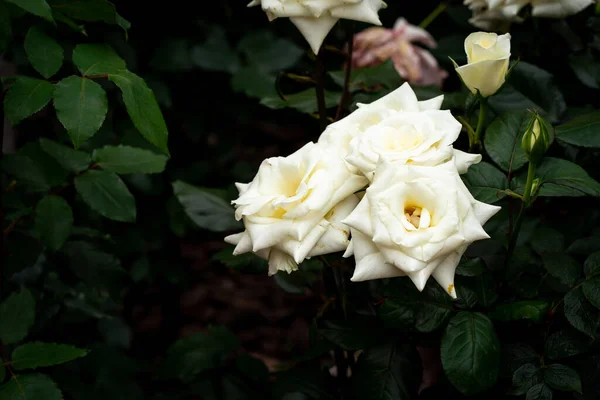 Gelbe Rose Auf Schwarzem Hintergrund — Stockfoto