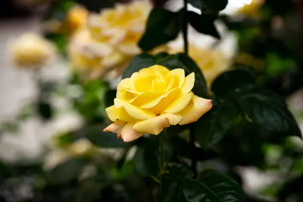 Gelbe Rosen Garten — Stockfoto